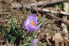 Crocus vernus