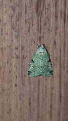 Maliattha concinnimacula