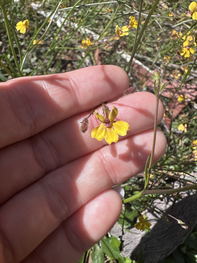 Daisy-leaved Goodenia from Khappinghat Nature Reserve, Saltwater, NSW ...