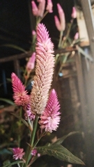 Celosia argentea image