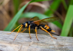 Urocerus gigas
