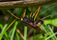 Urocerus gigas