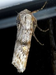 Lithomoia germana
