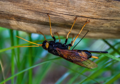 Urocerus gigas