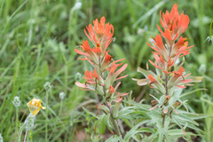 Castilleja lindheimeri