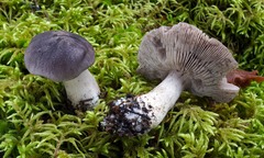 Tricholoma atrodiscus
