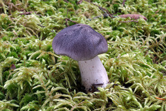 Tricholoma atrodiscus