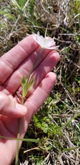 Anemone berlandieri