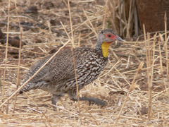 Pternistis leucoscepus