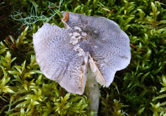 Tricholoma atrodiscus