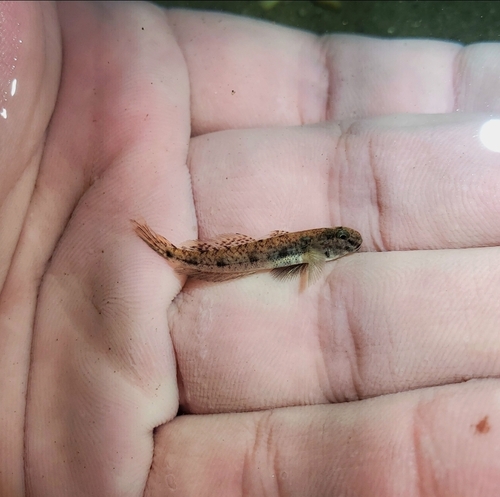 American freshwater goby (Ctenogobius shufeldti) — Gobiidae — 2