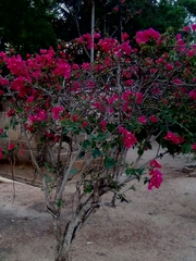 Bougainvillea