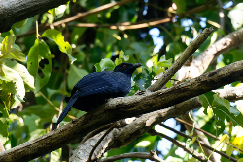 Black-billed Koel (Eudynamys melanorhynchus), photo 4