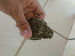 Rhinella granulosa