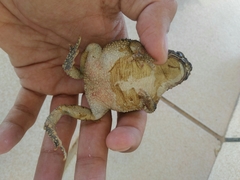 Rhinella granulosa