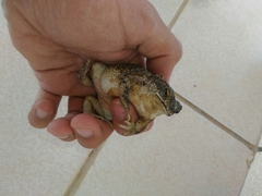 Rhinella granulosa