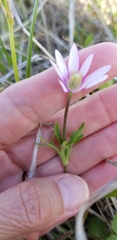 Anemone berlandieri