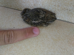 Rhinella granulosa