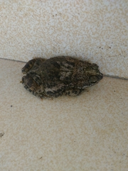 Rhinella granulosa
