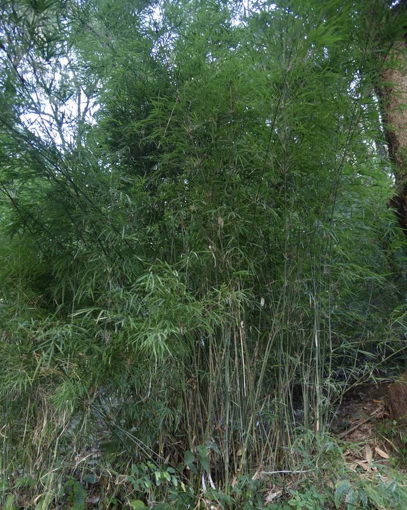 Drepanostachyum
