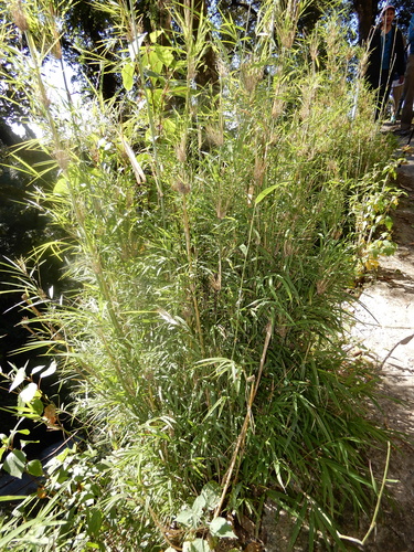 Drepanostachyum falcatum, photograph 6
