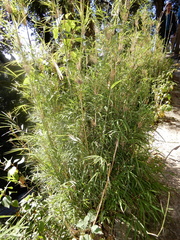 Drepanostachyum falcatum, photograph (c) Seema Merchant, some rights reserved (CC BY)
