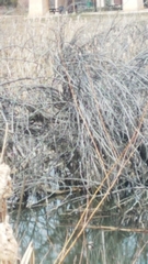 Nycticorax nycticorax