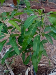 Mangifera indica