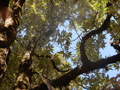 (c) Seema Merchant, some rights reserved (CC BY) Quercus leucotrichophora, photograph (c) Seema Merchant, some rights reserved (CC BY)
