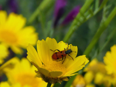 Trichodes octopunctatus