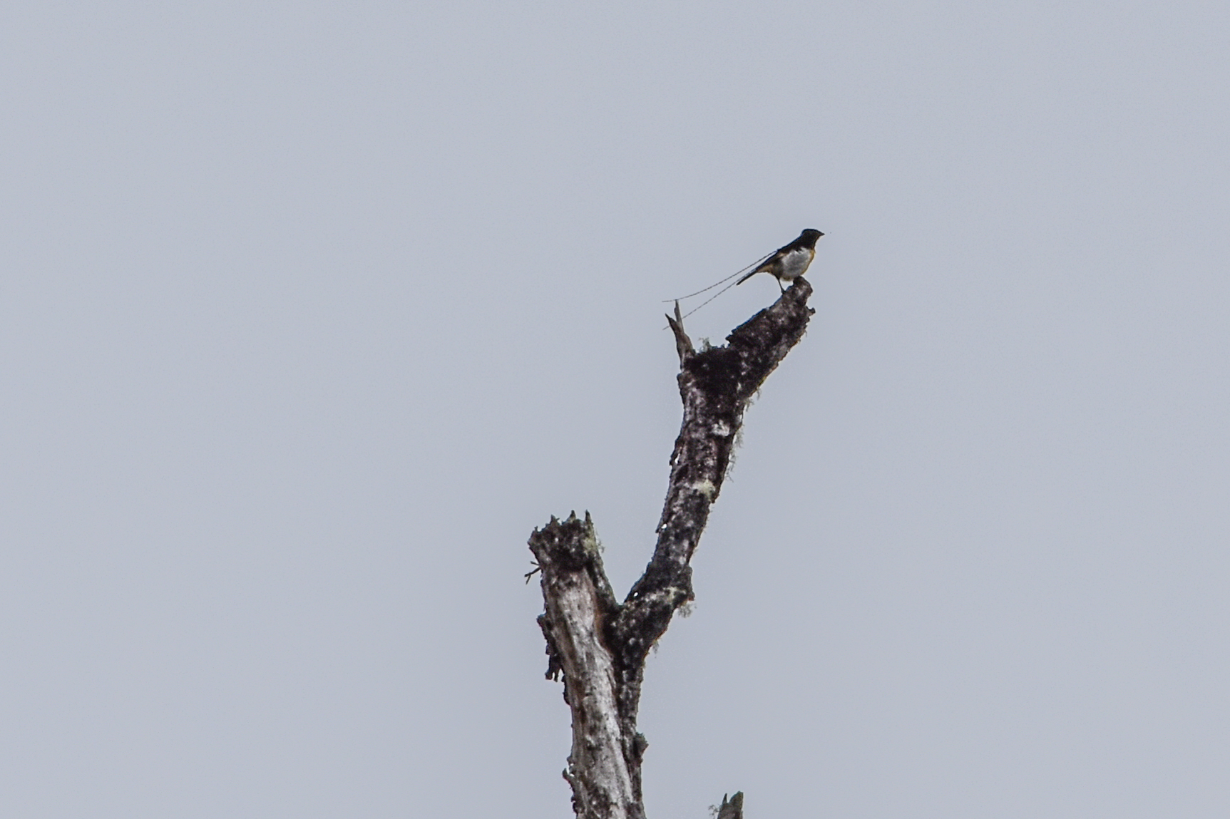 King of Saxony Bird-of-paradise (Pteridophora alberti), photo 10