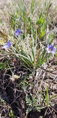 Sisyrinchium