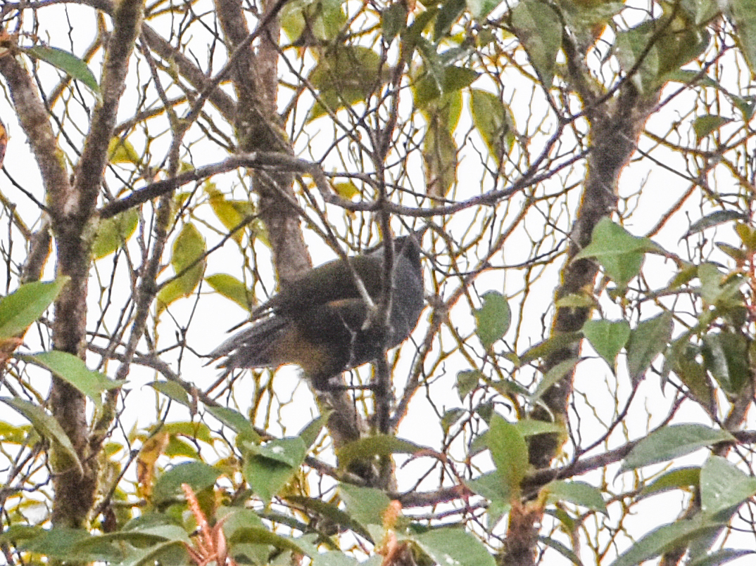 Eastern Crested Berrypecker (Paramythia montium), photo 8