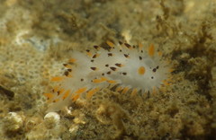 Crimora coneja