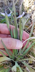 Sisyrinchium