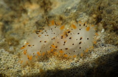 Crimora coneja