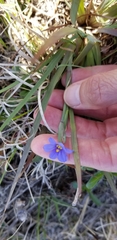 Sisyrinchium