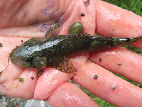 Torrentfish (Cheimarrichthys fosteri) — Cheimarrichthyidae — 3