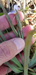 Sisyrinchium