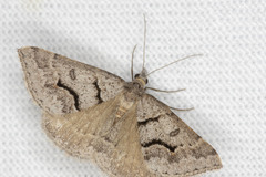 Dichromodes mesogonia