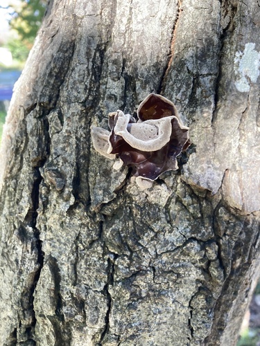 Auricularia polytricha