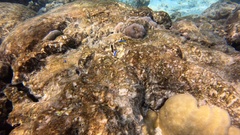 Chrysiptera brownriggii