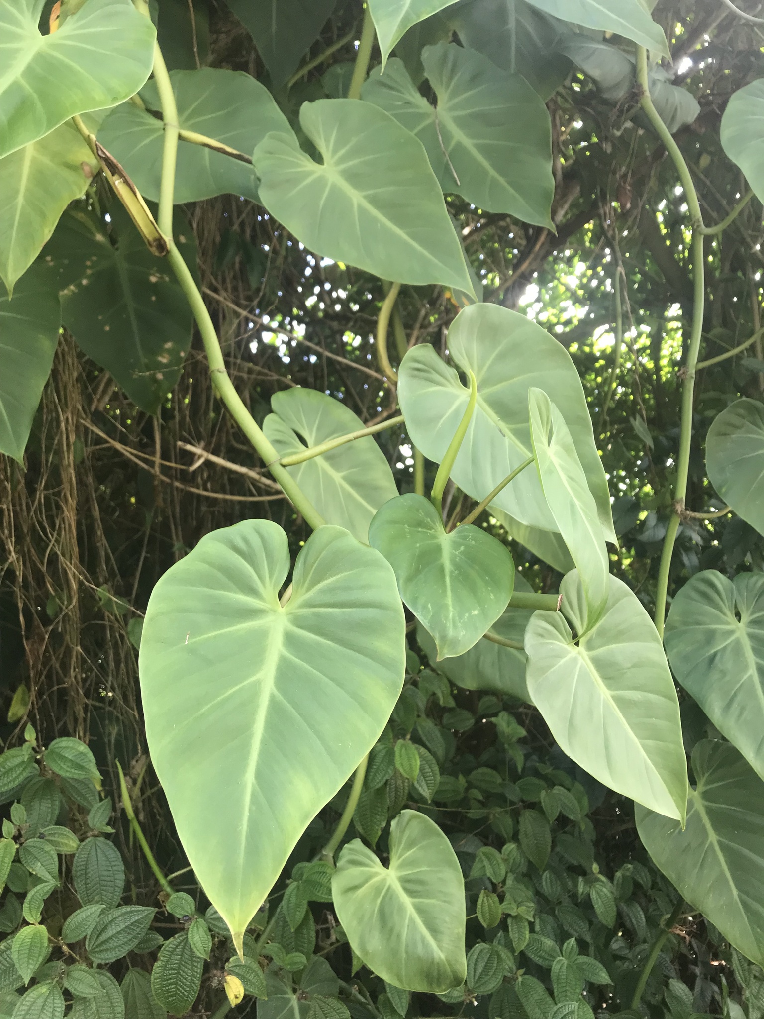 white veins philodendron Philodendron Gloriosum 