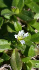 Cerastium pumilum