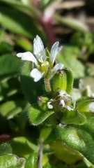 Cerastium pumilum