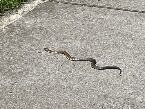 Tiger Snake sighting