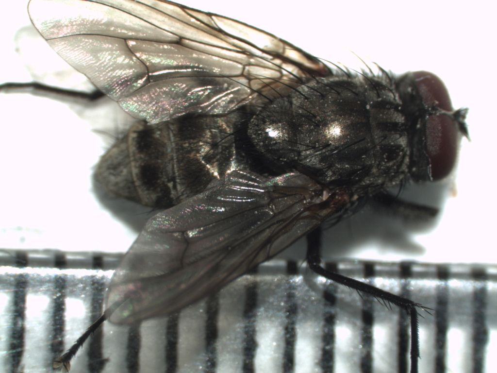 Helina annosa