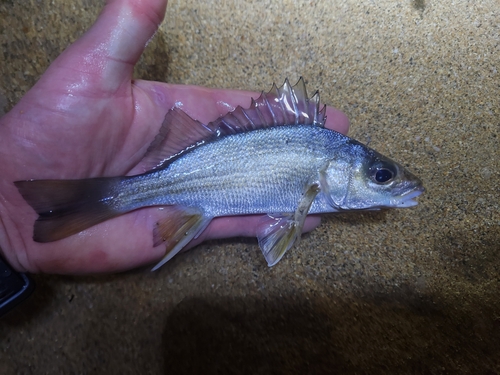 Burro grunt (Pomadasys crocro) — Haemulidae — 2