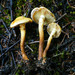 Pholiota alnicola - Photo (c) tombigelow, μερικά δικαιώματα διατηρούνται (CC BY-NC), uploaded by tombigelow