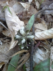 Obolaria virginica